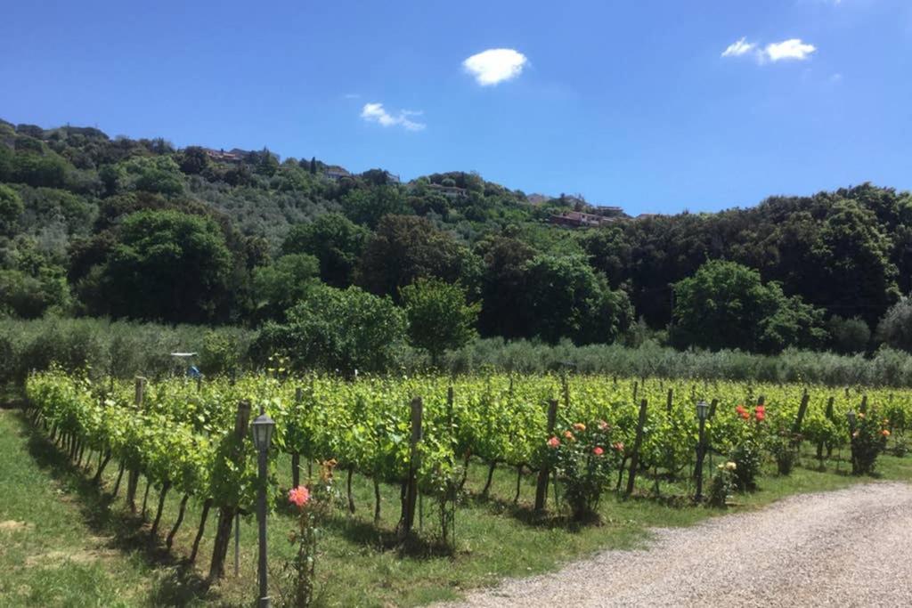 Wine Apartment Le Sedici Massa Marittima Zewnętrze zdjęcie